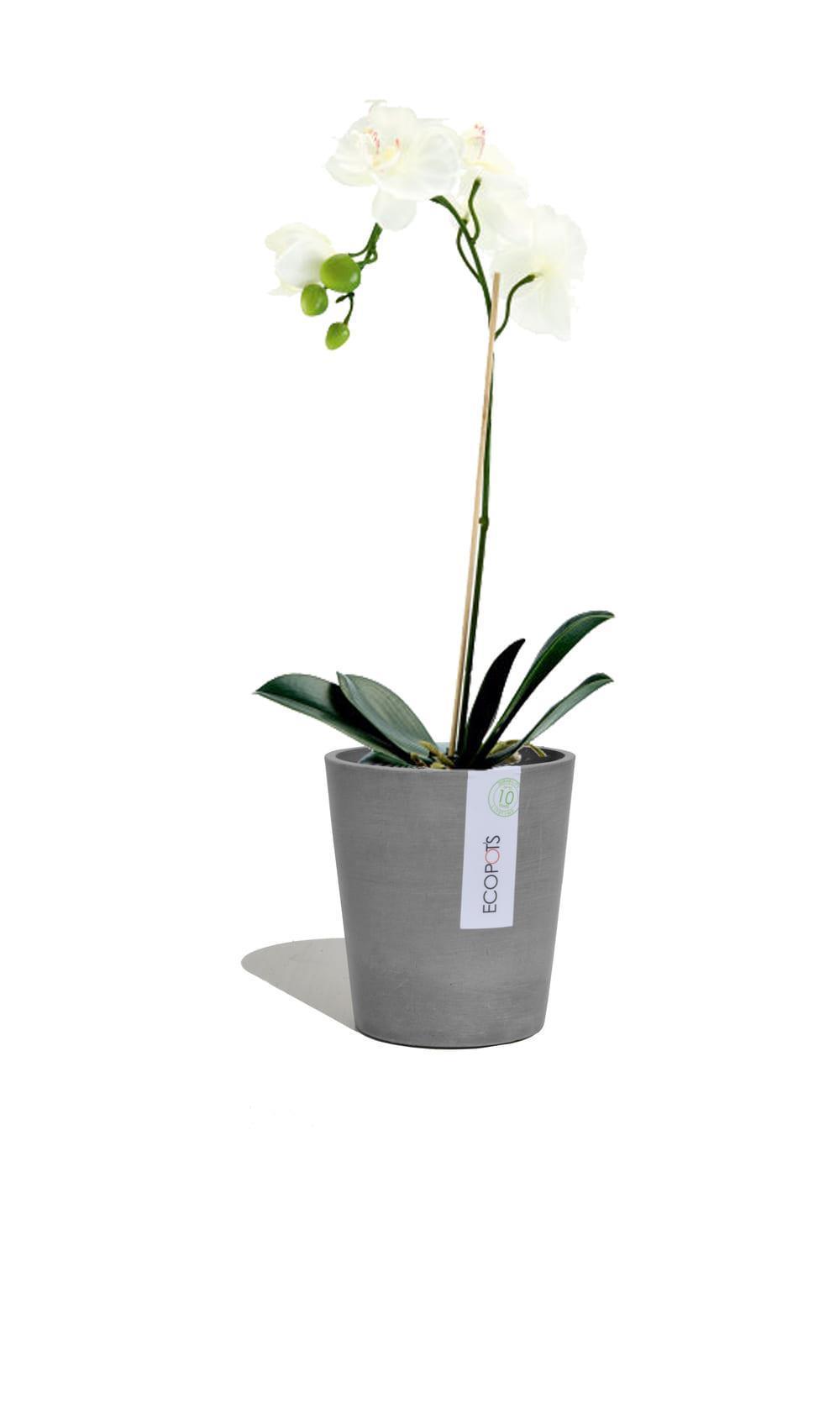 Blumentopf ECOPOTS Morinda Orchideentopf | | 16 aus x grau Kunststoff 14 cm 